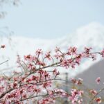 [Himala ng Niyebe at Cherry Blossoms] Isang natatanging karanasan sa taas na 1,900m: Maranasan ang “Snow Walls” at “Spring Snow Play” sa Otari Village, Nagano. May espesyal na operasyon sa maagang tagsibol hanggang Mayo 6; magbubukas ang Tsugaike Nature Park sa Hunyo 6.