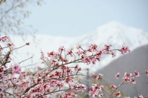 [Himala ng Niyebe at Cherry Blossoms] Isang natatanging karanasan sa taas na 1,900m: Maranasan ang “Snow Walls” at “Spring Snow Play” sa Otari Village, Nagano. May espesyal na operasyon sa maagang tagsibol hanggang Mayo 6; magbubukas ang Tsugaike Nature Park sa Hunyo 6.